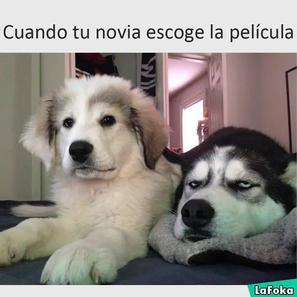 Imágenes de graciosas animales