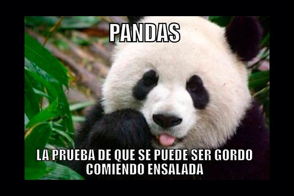 Imágenes de graciosas mascotas