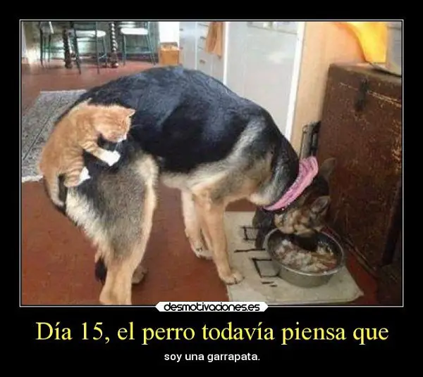 Imágenes de graciosas mascotas