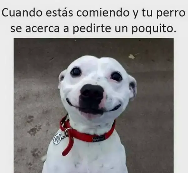 Imágenes de graciosas mascotas