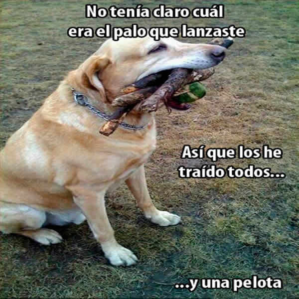 Imágenes de graciosas mascotas