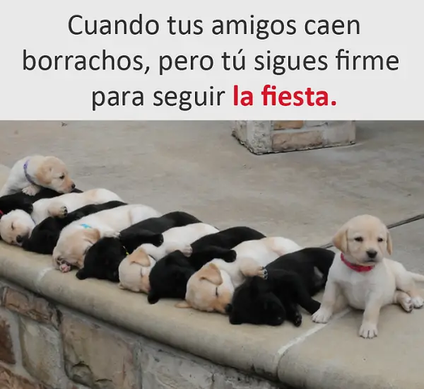 Imágenes graciosas 2017 nuevas