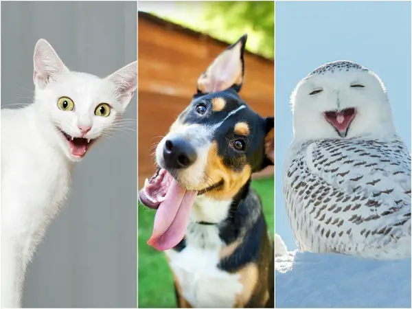 Imágenes graciosas animales