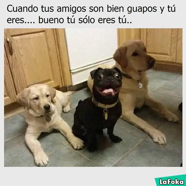Imágenes graciosas animales