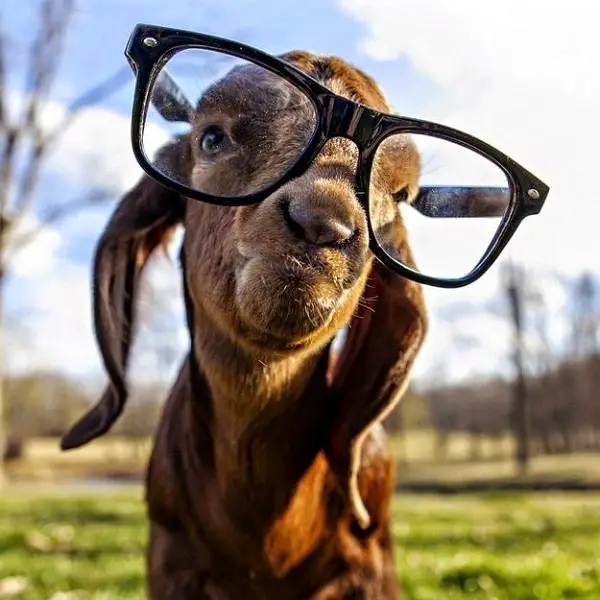 Imágenes graciosas animales