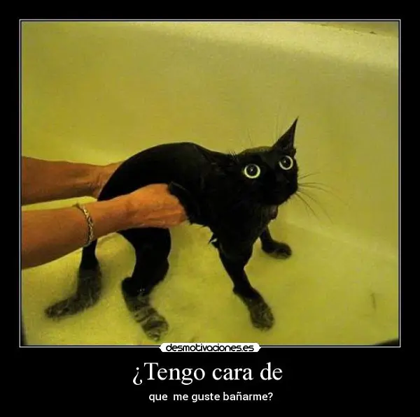Imágenes graciosas bañándose