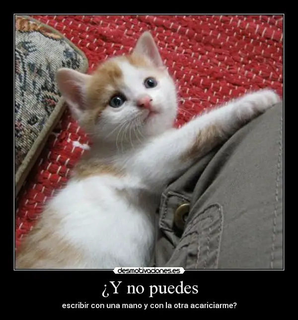 imágenes, graciosas, imágenes graciosas, bonitas, imágenes graciosas bonitas