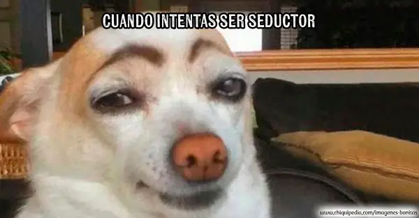 imágenes, graciosas, imágenes graciosas, bonitas, imágenes graciosas bonitas