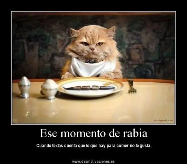 Imágenes graciosas con frases