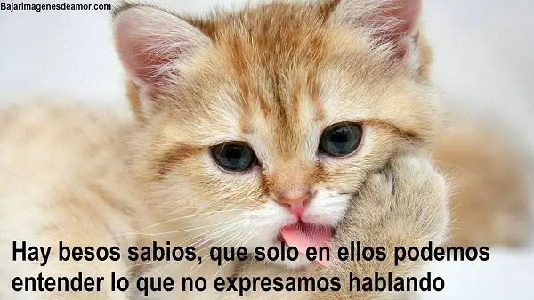 Imágenes graciosas de amor con movimiento