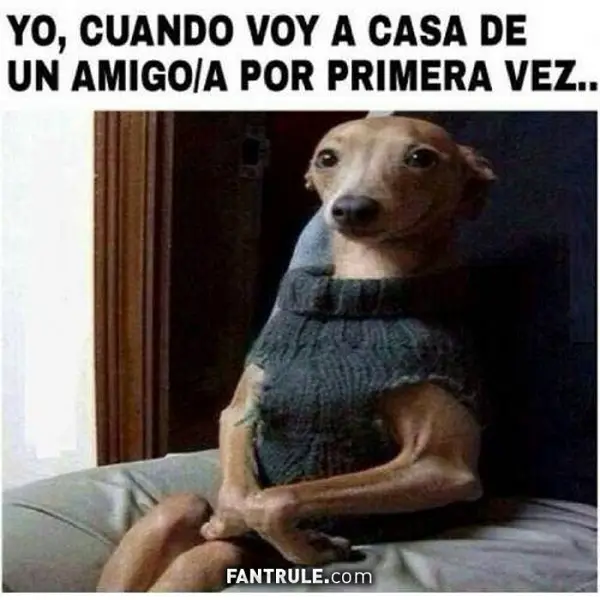 Imágenes de graciosas animales