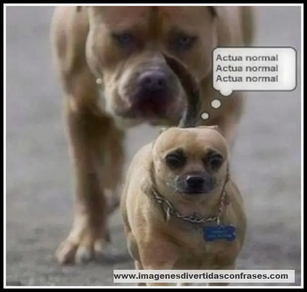 Imágenes de graciosas animales