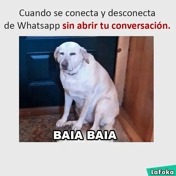 Imágenes de graciosas animales