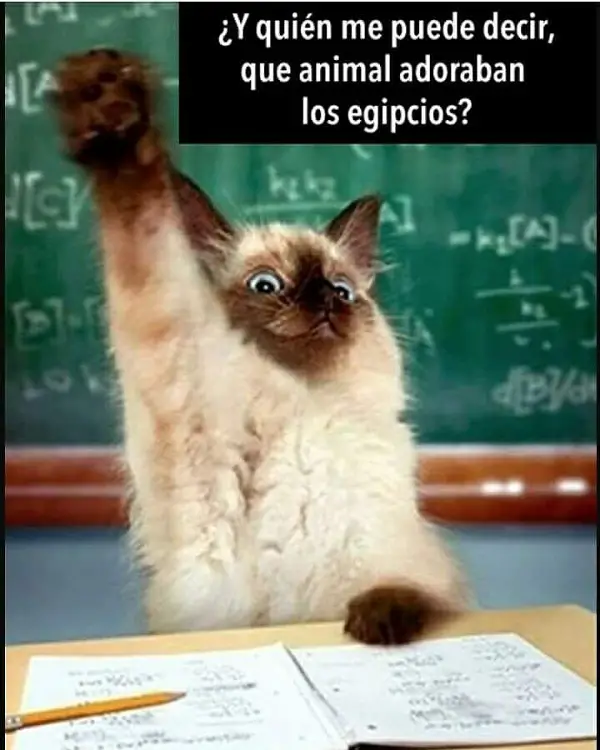 Imágenes de graciosas animales