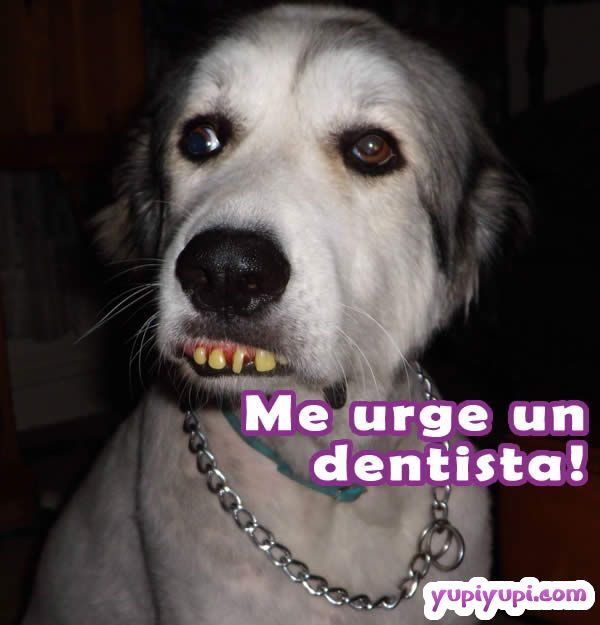 Imágenes de graciosas animales