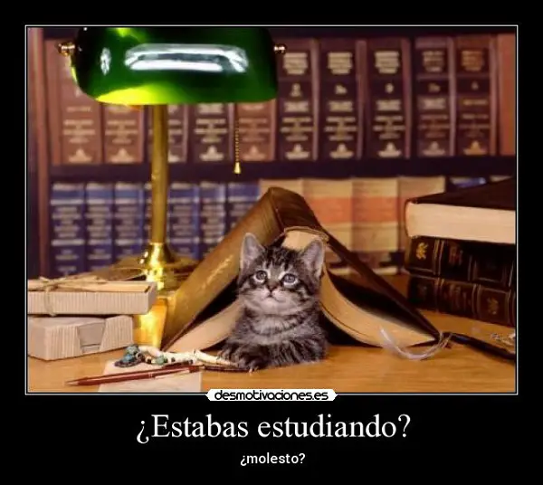 Imágenes graciosas estudiando