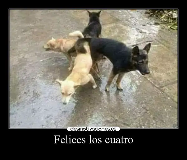 imágenes graciosas felices los 4