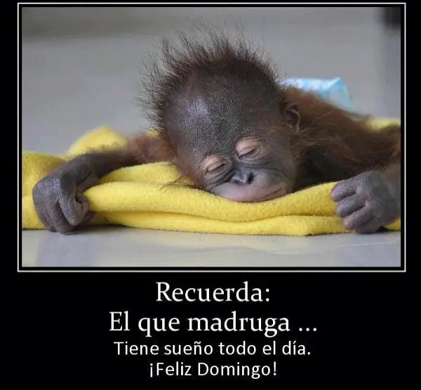 Imágenes graciosas feliz domingo