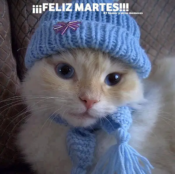 imágenes graciosas feliz martes