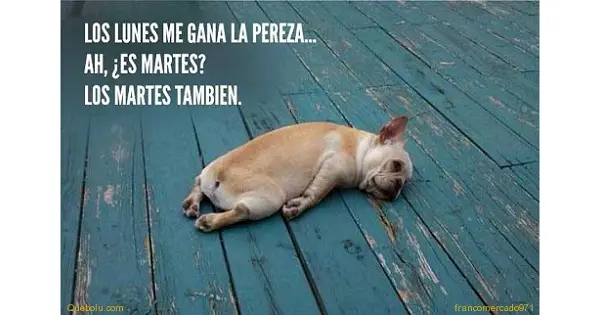 imágenes graciosas feliz martes