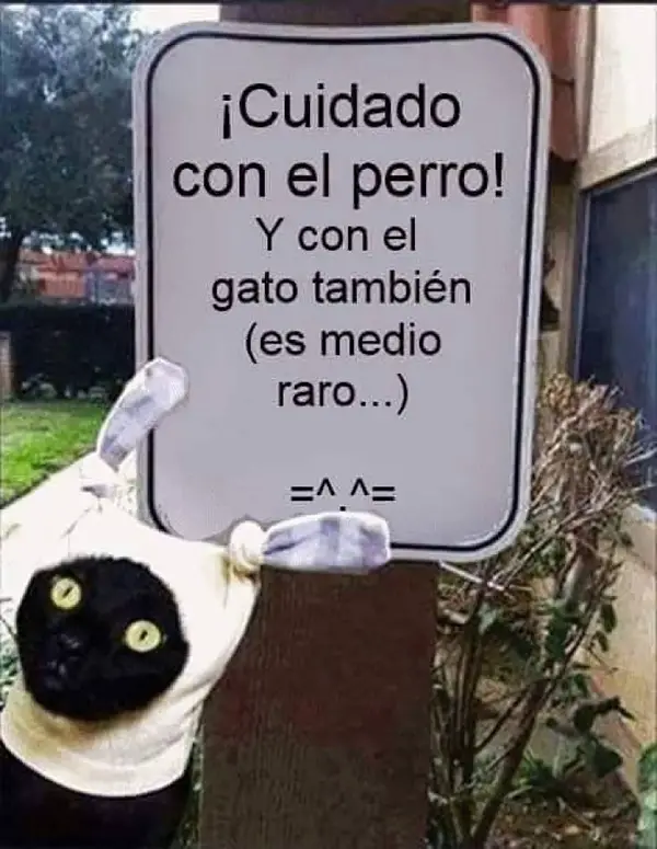 Imágenes graciosas gatos