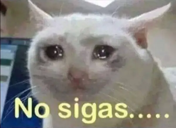 Imágenes graciosas gatos