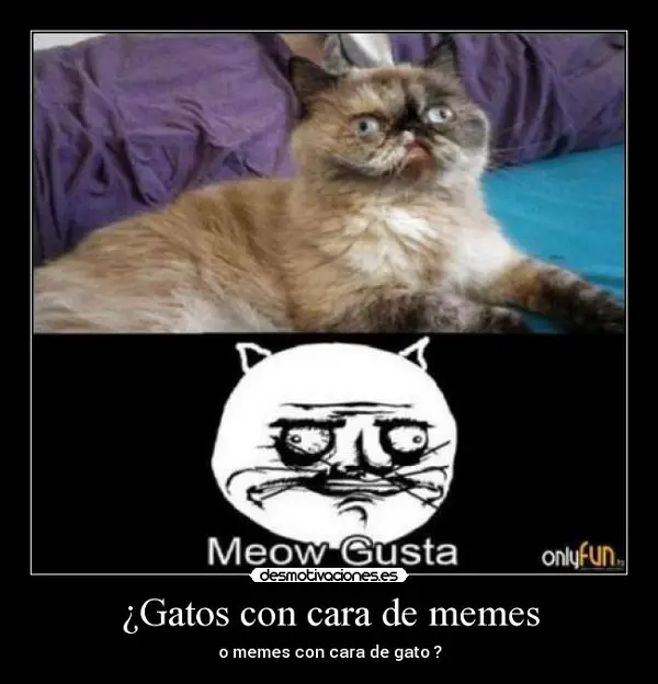 Imágenes graciosas gatos