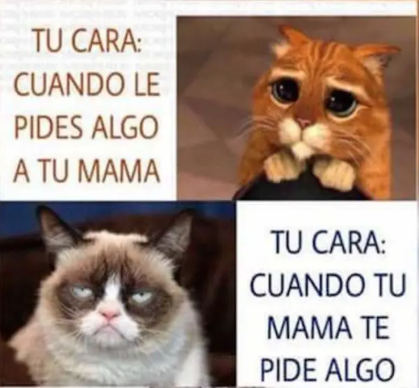 Imágenes graciosas gatos
