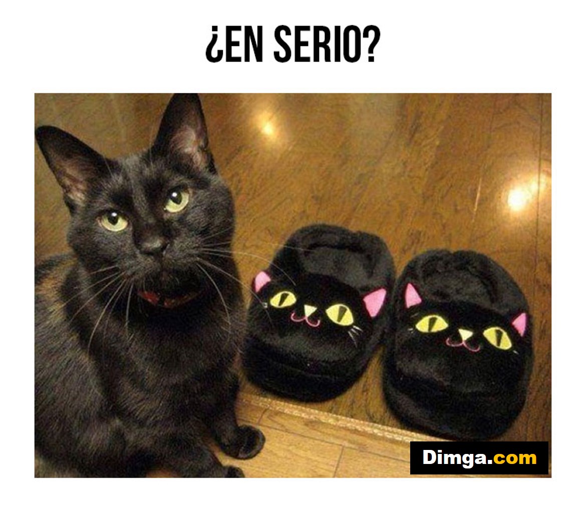 Imágenes graciosas gatos