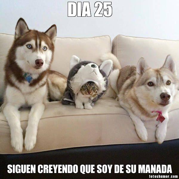 Imágenes graciosas gatos