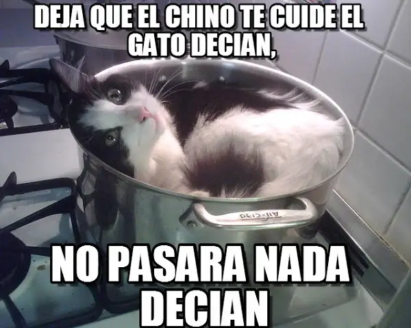 Imágenes graciosas gatos