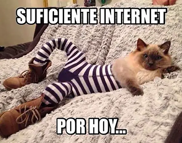 Imágenes graciosas gatos