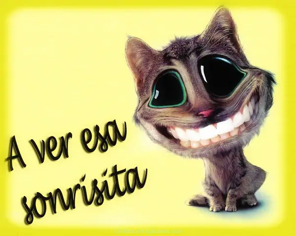 Imágenes graciosas hd