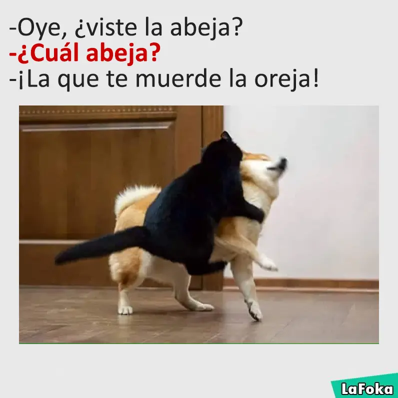 Fotos e imágenes graciosas