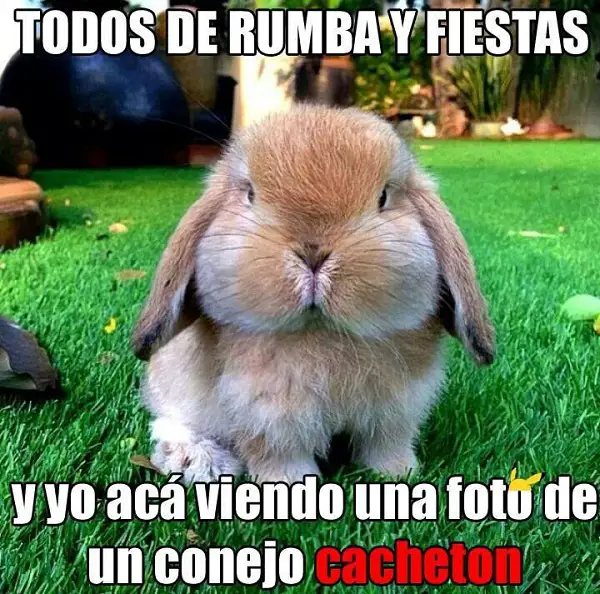 Frases e imágenes graciosas para compartir