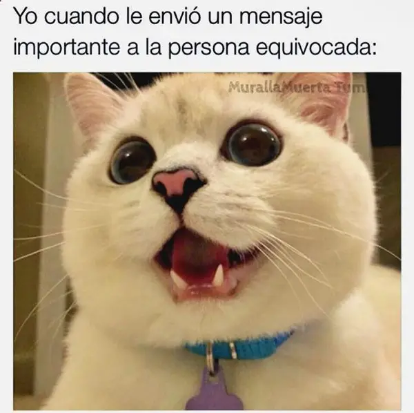 Imágenes bien graciosas de amor