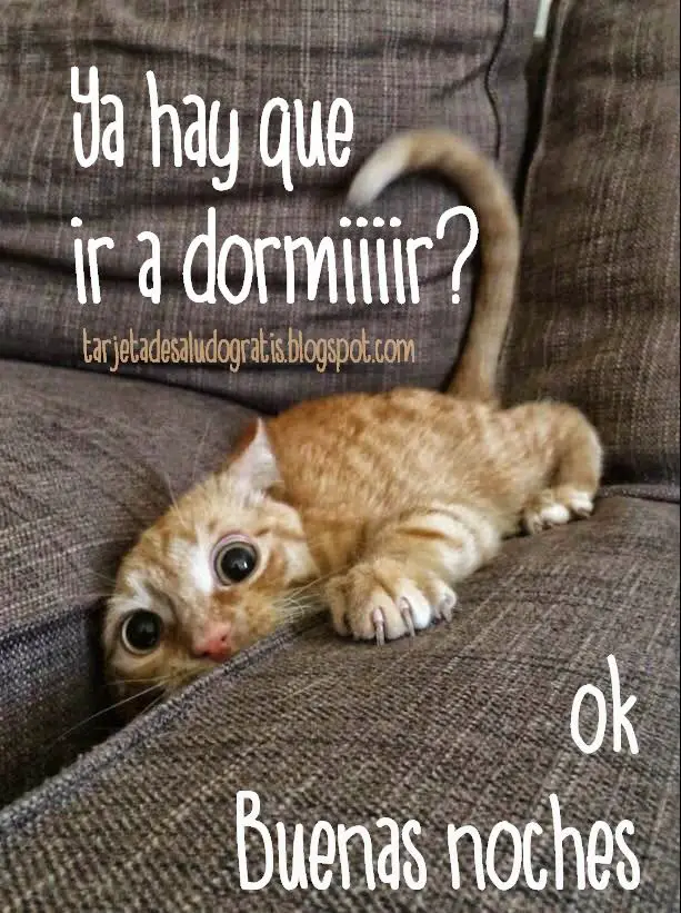 Imágenes de graciosas buenas noches