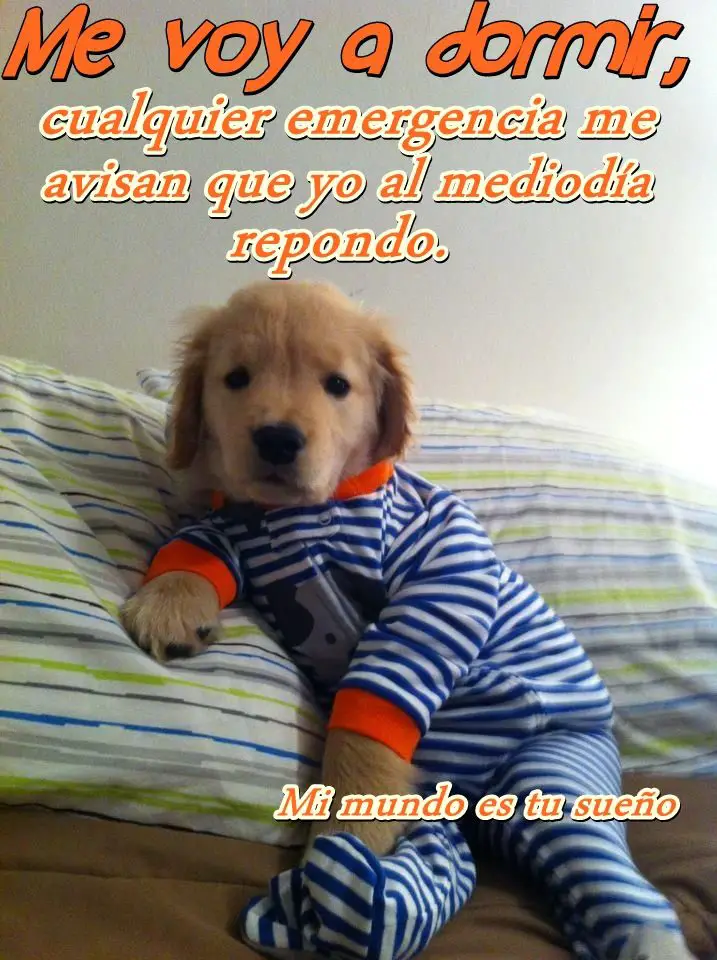 Imágenes de graciosas buenas noches