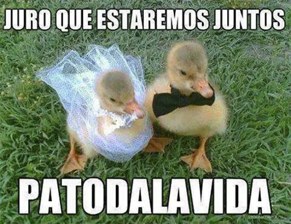 Imágenes de graciosas facebook