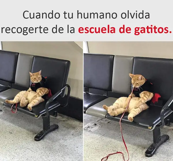 Imágenes graciosas 2017 para whatsapp