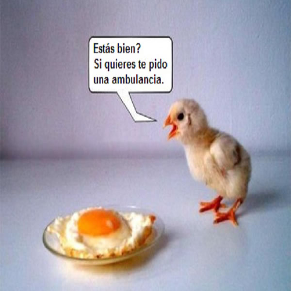 Imágenes graciosas animales humor gratis
