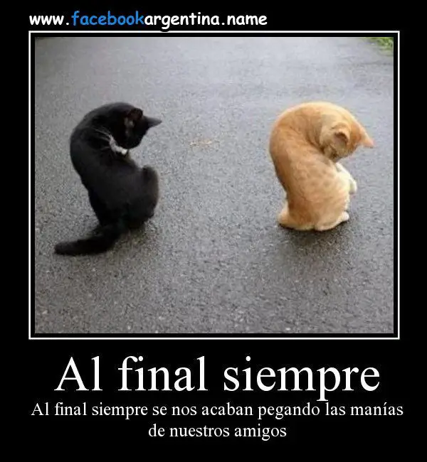 Imágenes graciosas animales humor gratis
