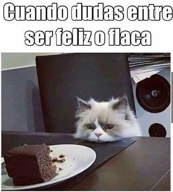 Imágenes graciosas animales humor gratis