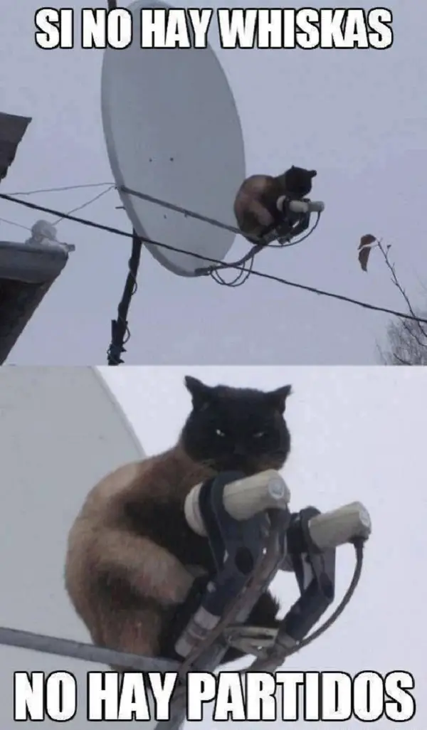 Imágenes graciosas animales humor gratis