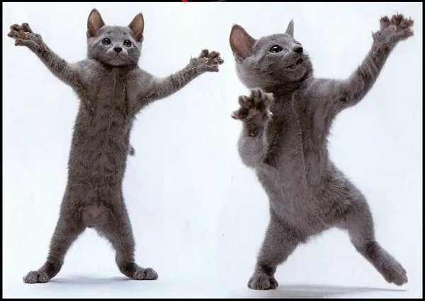 Imágenes graciosas bailando