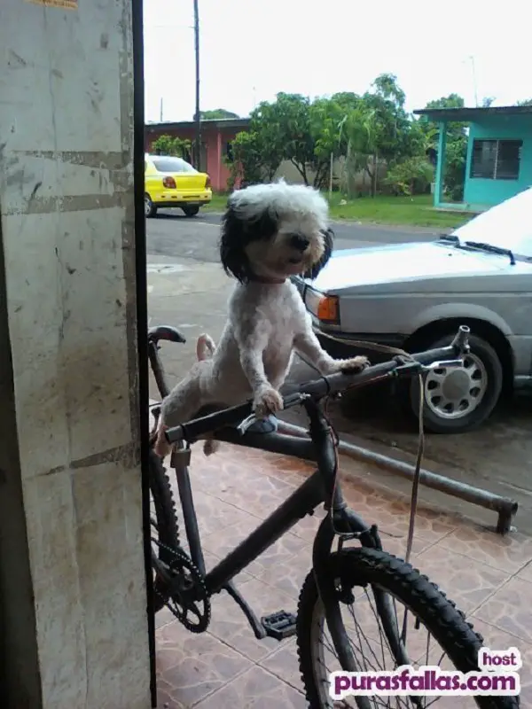 Imágenes graciosas bicicletas
