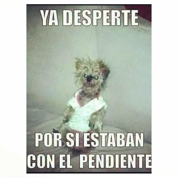 Imágenes graciosas buen día