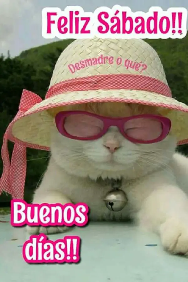 Imágenes graciosas buenos días sábado