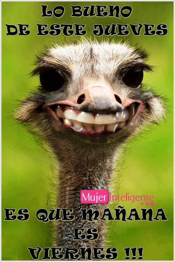 Imágenes graciosas buenos días viernes