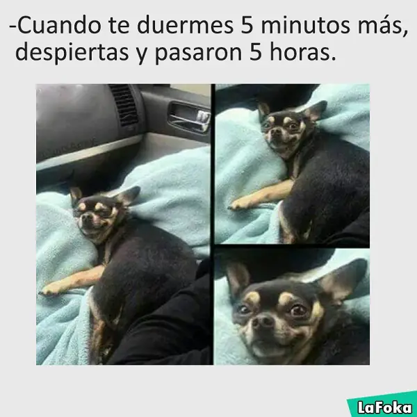 Imágenes graciosas con animales